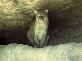 picture of Wild Cat